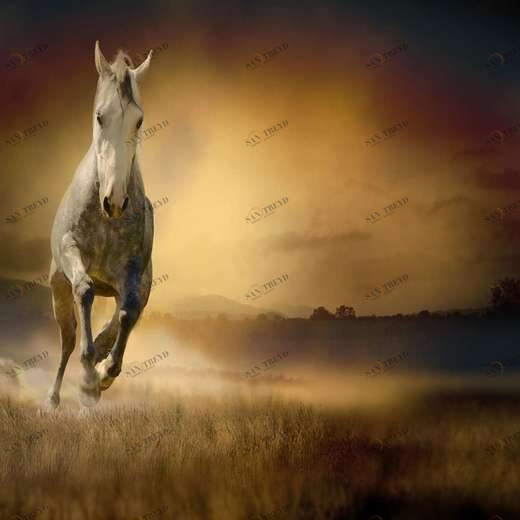 WP00131 Фотообои Verol Фотообои decoline 1х1 м