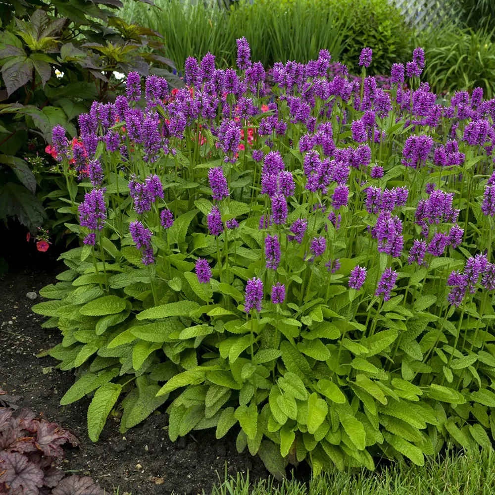 Чистец/стахис Монье Хуммело ø9 h20 см 89365270 STLM-2111624 PLANTMARKET 