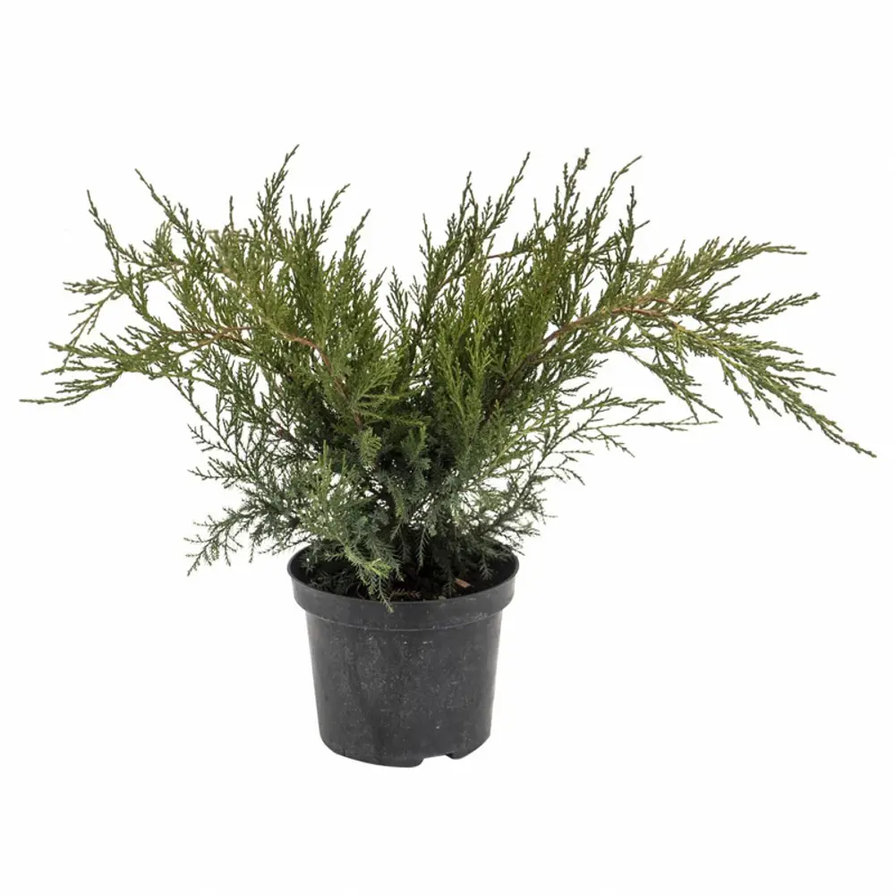 Можжевельник Минт Джулеп Santreyd - вечнозеленый стелющийся кустарник 87718603 STLM-0958281