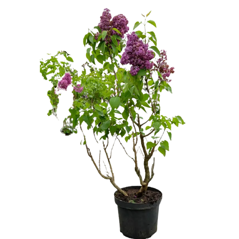 Сирень Красная Москва ø15 h35 см 84828908 STLM-2063750 PLANTMARKET 