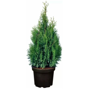Туя западная Смарагд 40x200 см 84754092 STLM-2060383