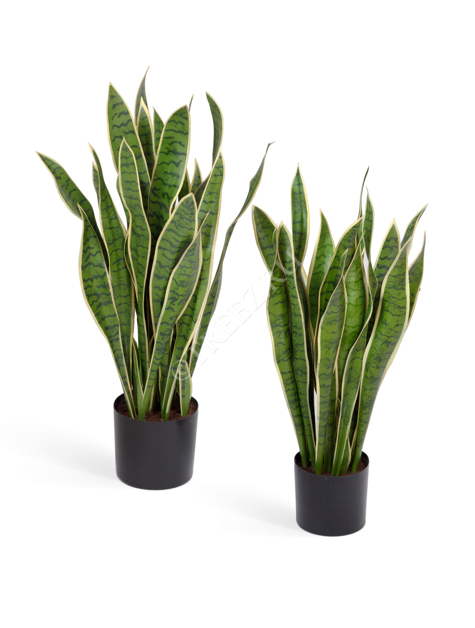 20.6280NG Сансевиерия куст жёлто-зелёный Цветочная коллекция 