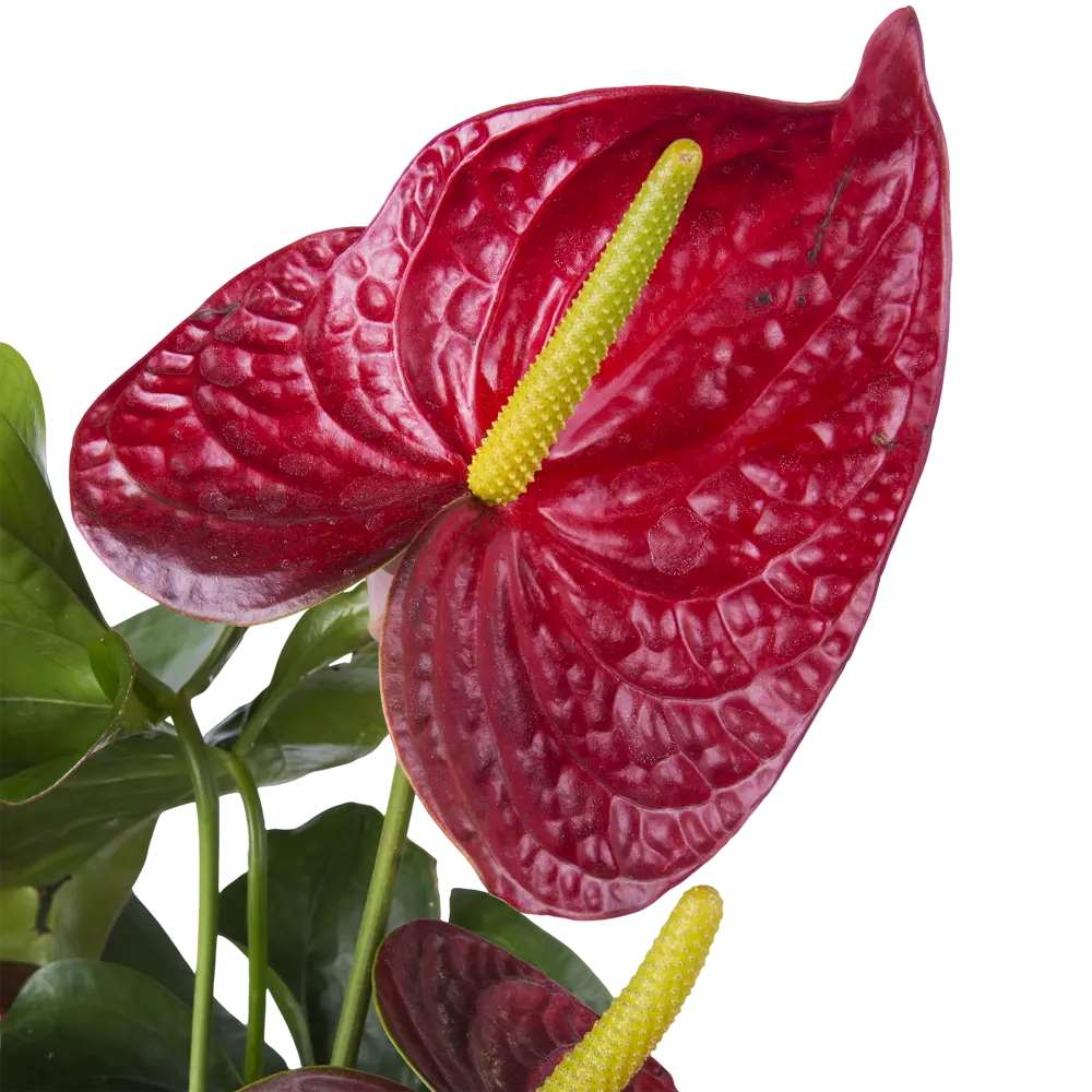 Santreyd Антуриум Дакота - Цветок фламинго с алыми соцветиями 14031393 STLM-0004204 - Вид №2