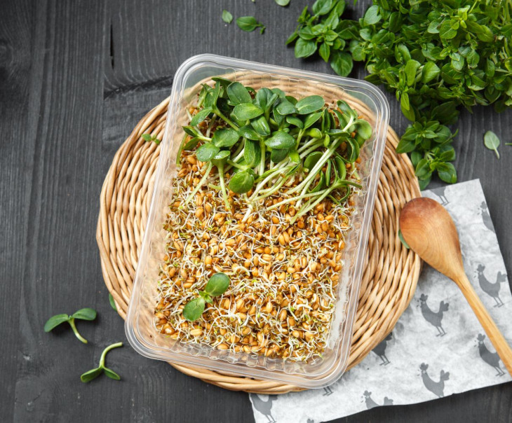 9717 Проростки Пшеницы с проростками Клевера Вкусляндия  - Вид №2