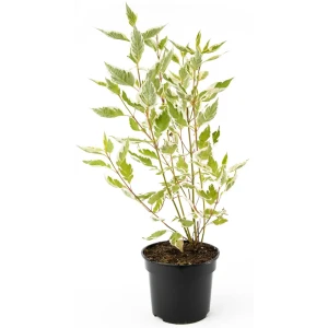 Дерен Elegantissima белый ø19 h35 см 85292588 STLM-2185093