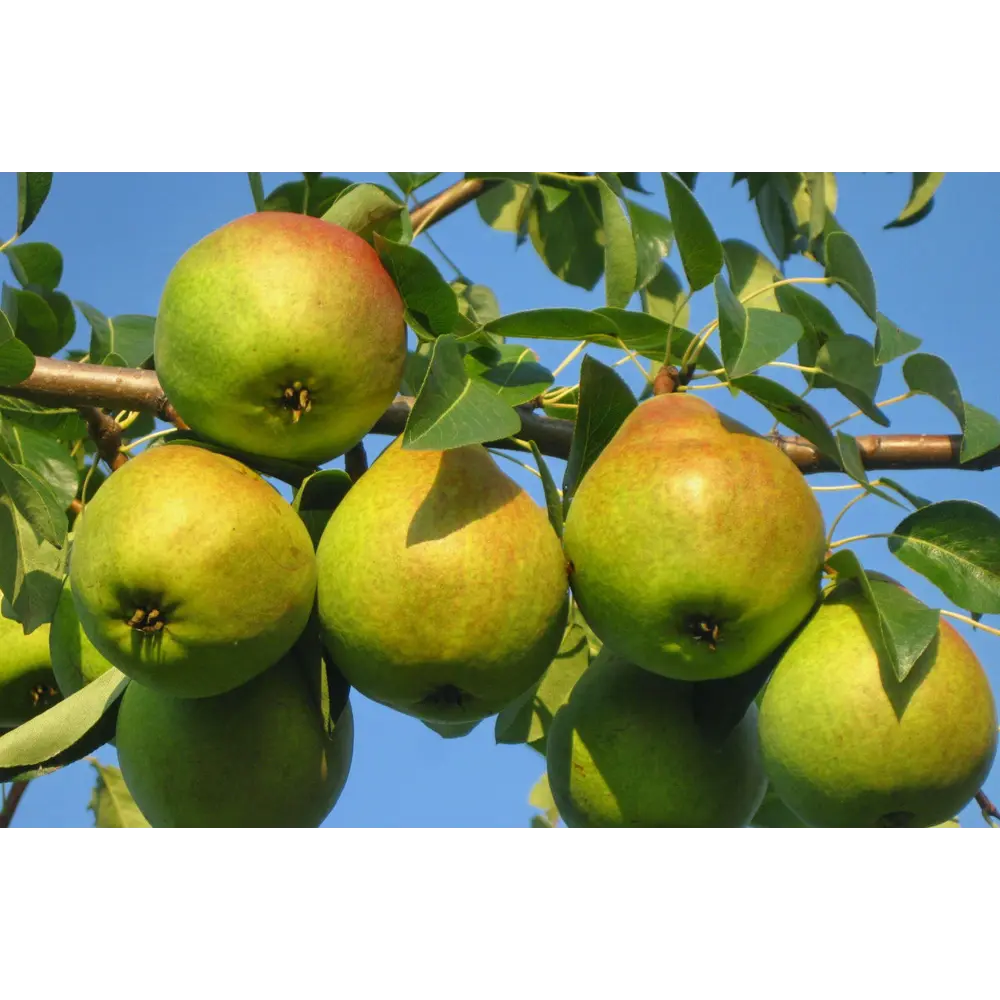 Груша Осенняя Яковлева ø22 h120 см PLANTMARKET STLM-2188529