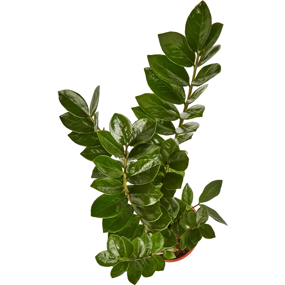 Santreyd Замиокулькас Ланцетовидный — неприхотливое комнатное растение 85324963 STLM-0061527 - Вид №2