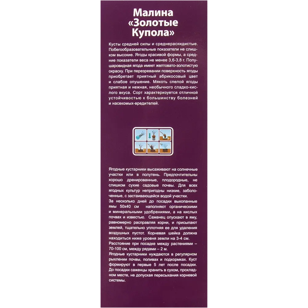 Малина Золотые купола в тубе 82539568 STLM-2081946 BOTANIC COLLECTION  - Вид №2