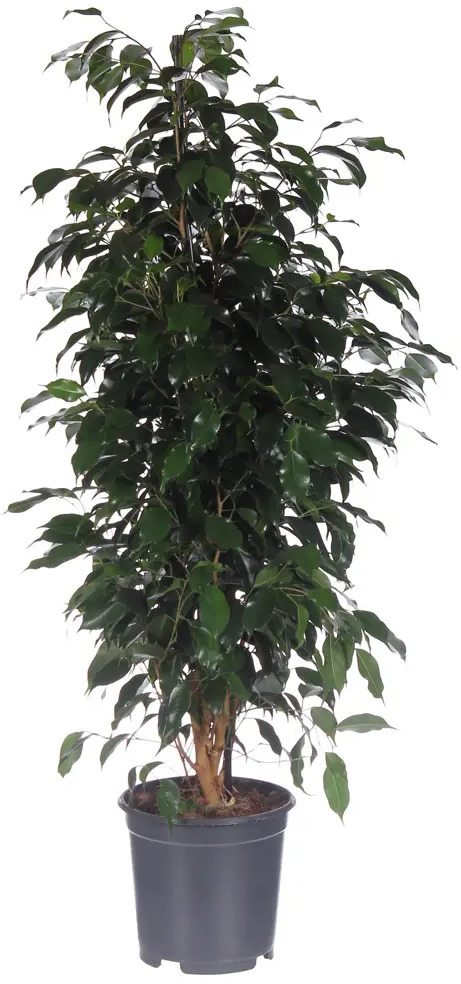 Фикус Бенджамина «Даниеле» от Santreyd — элегантное украшение интерьера 82046447
