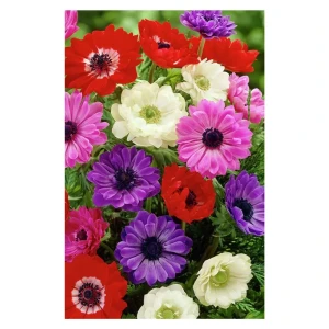 Анемона «St Brigid», 5х6 см