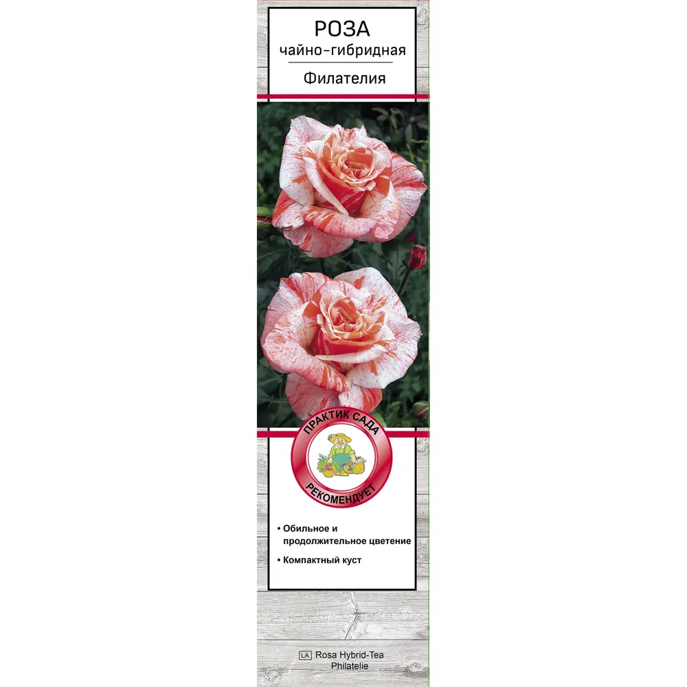 Роза чайно-гибридная Филателия h37 см 83786573 STLM-2006239 Santreyd  - Вид №1
