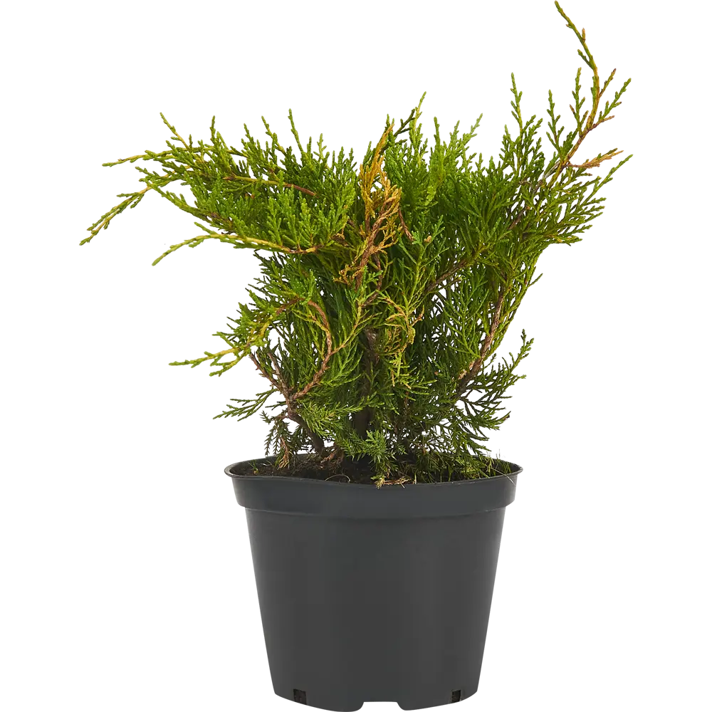 Можжевельник Пфицериана (средний) Голд Коуст ø19 см h40-60 см 85088133 STLM-2166385 Santreyd  - Вид №1