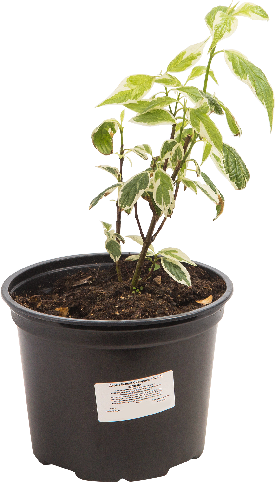 Дёрен белый «Сибирика» — саженец для живых изгородей и ландшафтного дизайна 82585364 Santreyd STLM-0030707