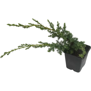 Можжевельник «Блю Альпс» 9x20 см 82601647 STLM-2105777