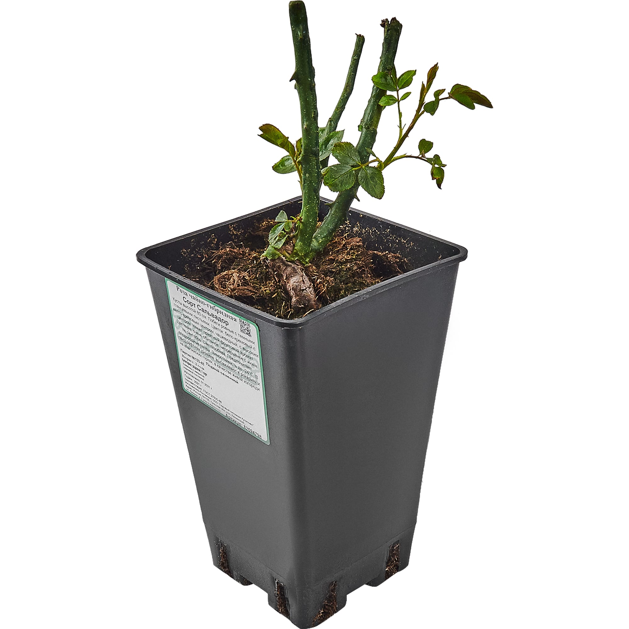 82594798 Роза чайно-гибридная «Сальвадор» 15x30 см Santreyd  - Вид №2