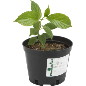 Гортензия метельчатая «Пинк Леди» C1.5