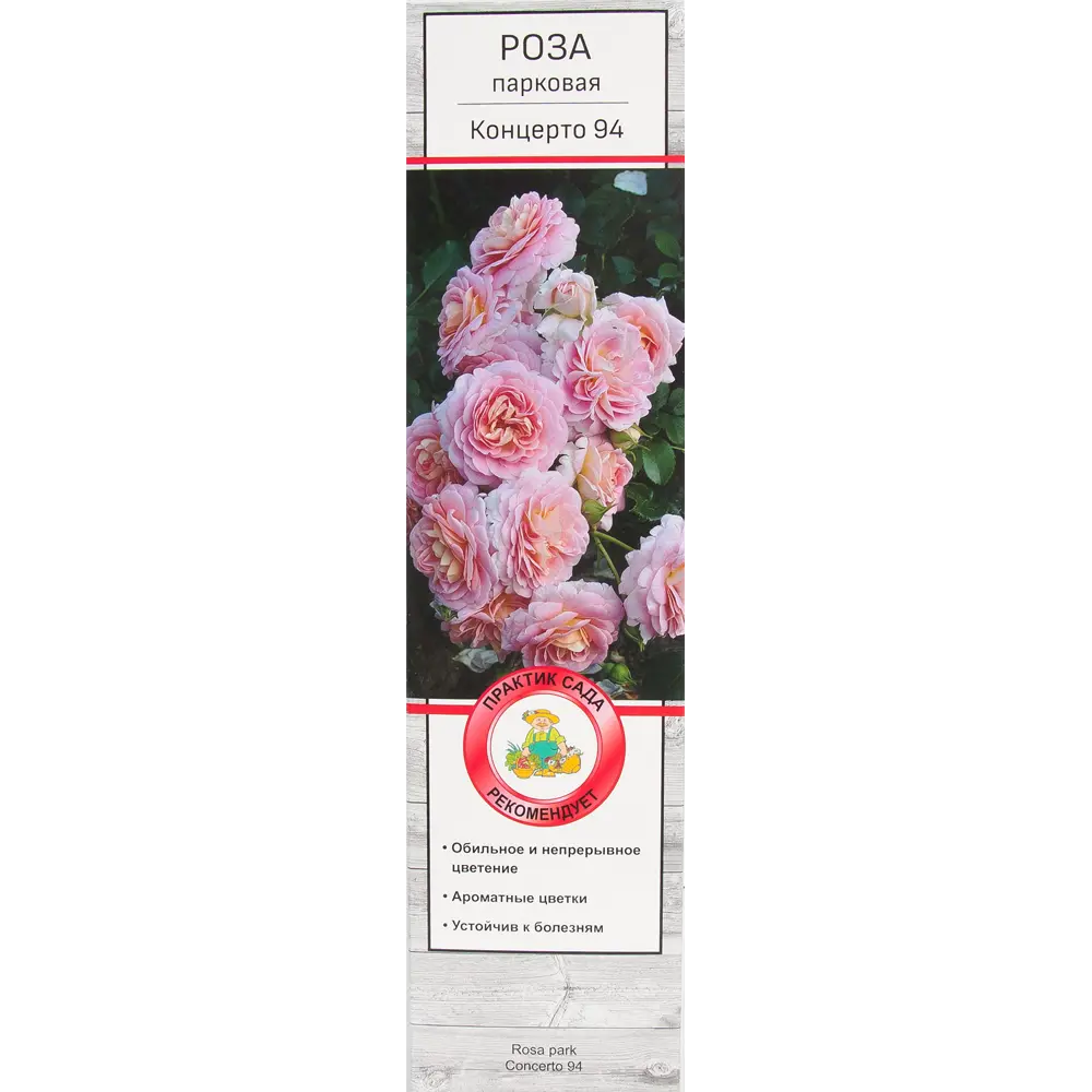 Розы парковые «Концерто 94» 18348638 STLM-2162931 Santreyd 