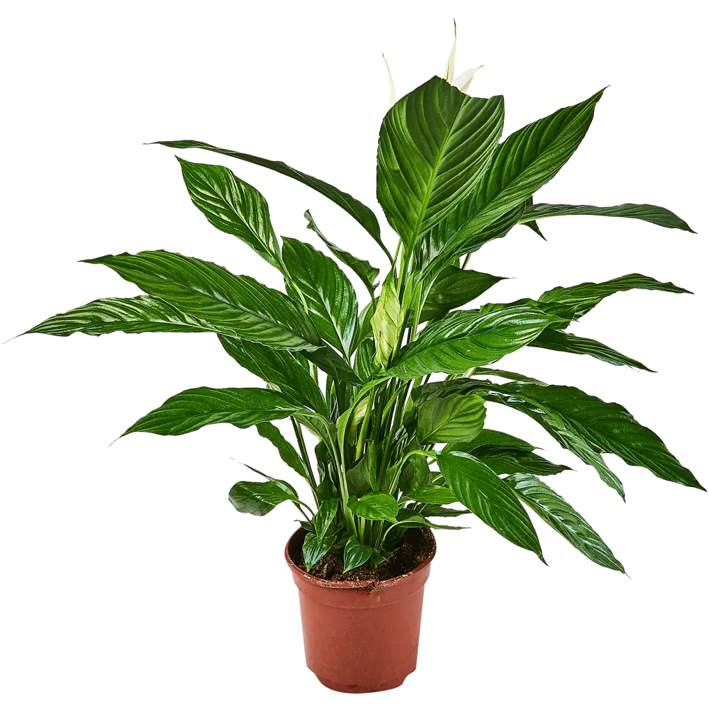 Santreyd Спатифиллум вариегатный — изысканное комнатное растение с белыми полосами 89356065 STLM-0965976 - Вид №1