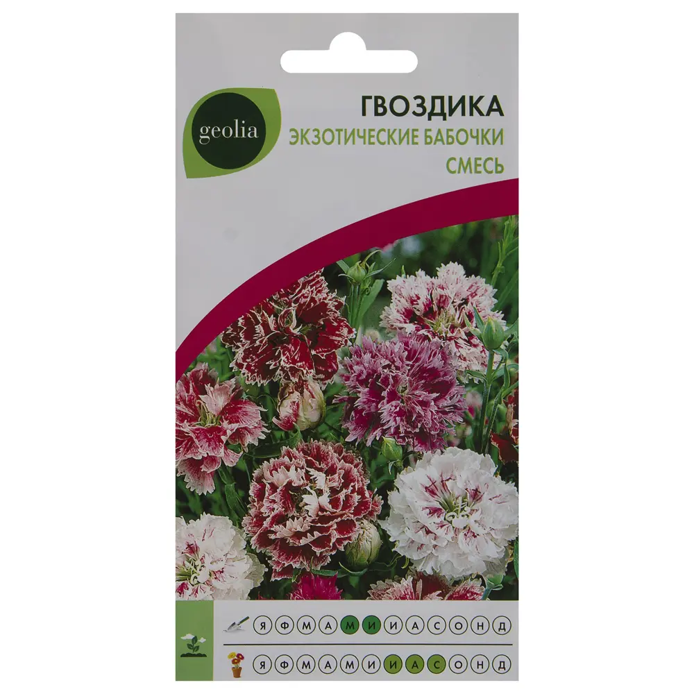 Гвоздика GEOLIA Экзотические бабочки - яркий однолетник для сада 17585498 STLM-0008383