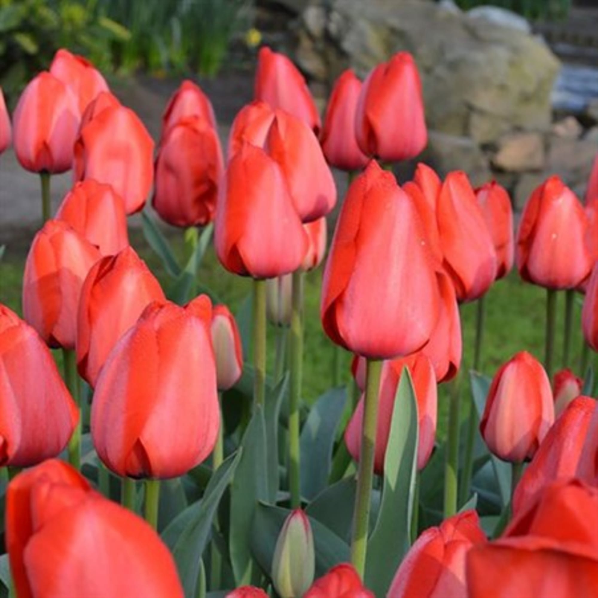 89078326 Тюльпан Грэйга гибрид Бьюти луковица 10/11, 3 шт Santreyd 