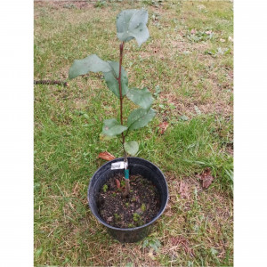 83851305 Яблоня в ассортименте 1-2 года ø19 h65 см