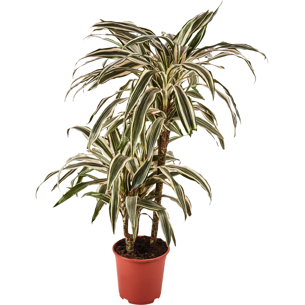 Santreyd Драцена Вайт Страйп — изящное тропическое растение с полосатыми листьями 85324829 STLM-0061444 - Вид №1