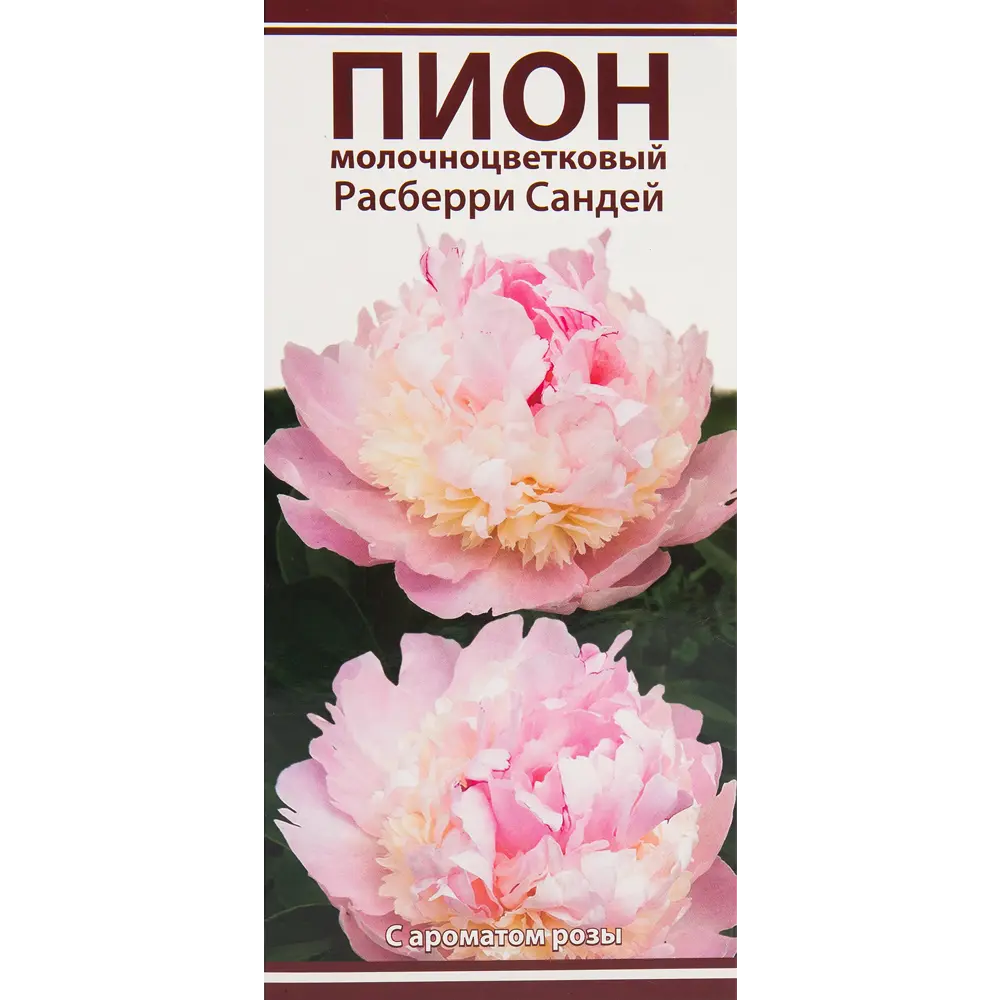 Пионы травянистые Расберри Сандей 82530294 STLM-2165722 Santreyd 
