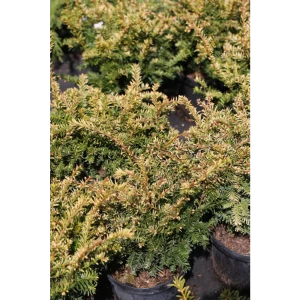 Тис ягодный Элегантисима ø15 h35 см 84834836 STLM-2105308