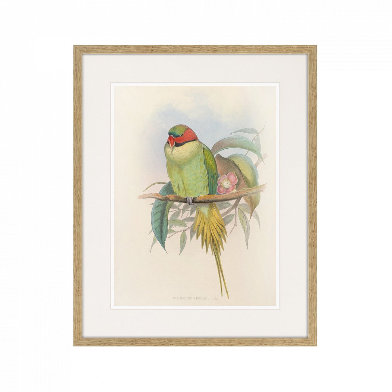 Картина в раме 52х42 см Bonaparte's Parakeet, 1850г. КАРТИНЫ В КВАРТИРУ  264531 Зеленый;серый;разноцветный  - Вид №1