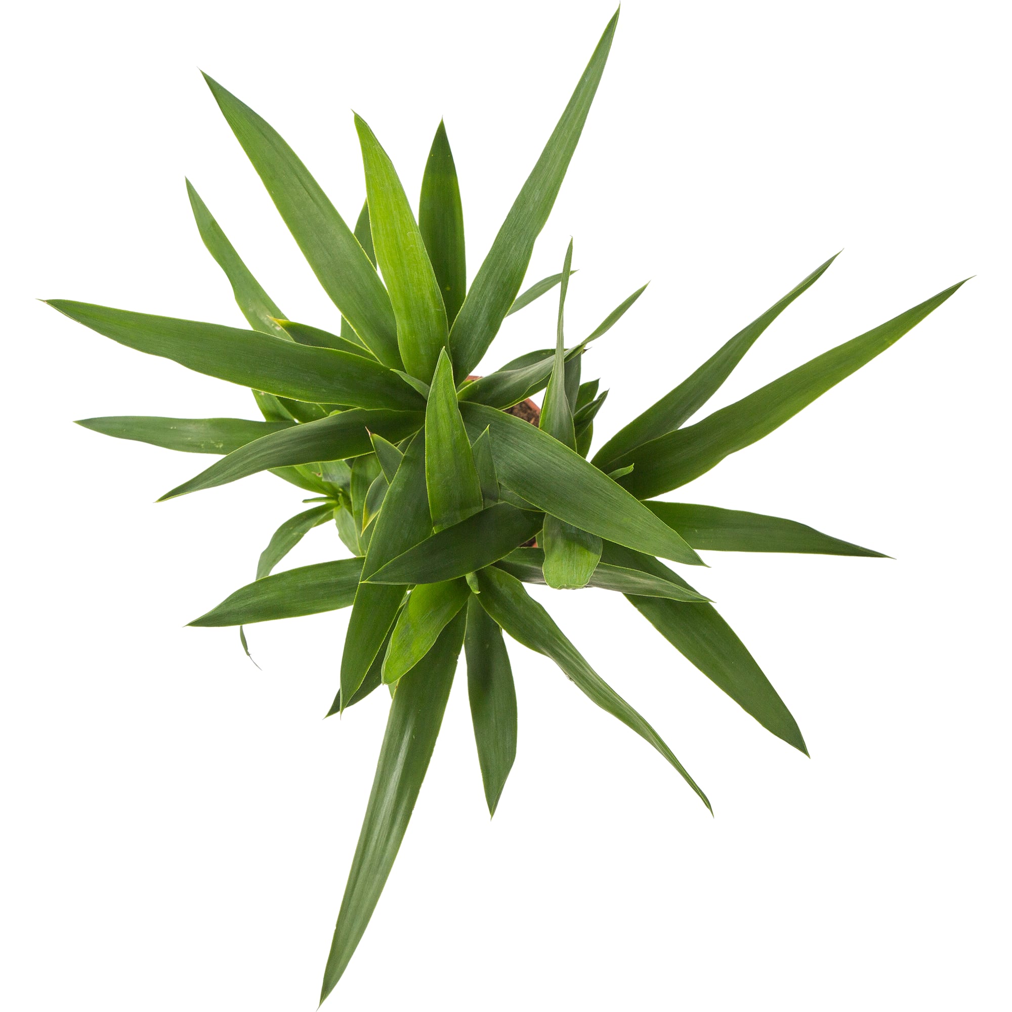 15745401 Юкка элефантис 17х75 см, 2 ствола Santreyd  - Вид №1