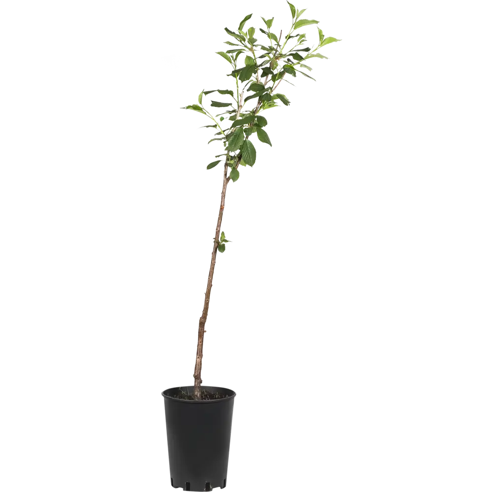 Дюк «Факел» C7-C10 82174061 STLM-2163931 PLANTMARKET 