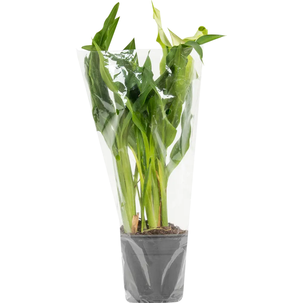 Santreyd Калла микс - элегантное комнатное растение с разноцветными бутонами 14448041 STLM-0004955 - Вид №2