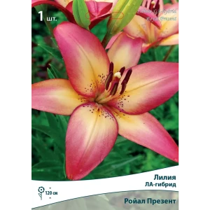 Лилии ЛА-гибриды Ройал Презент 82530223 STLM-2061041