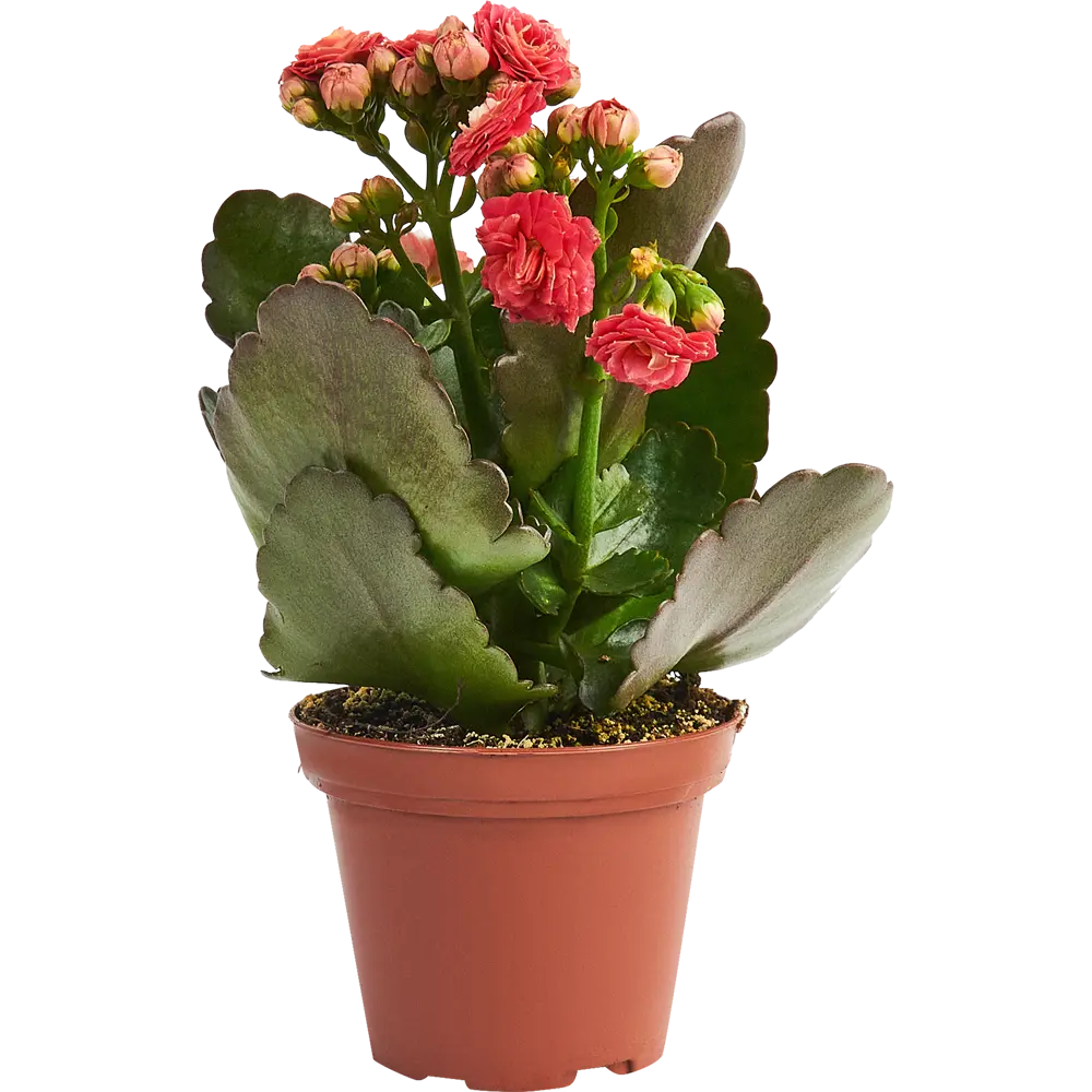 Santreyd Каланхое махровый микс — цветущее украшение интерьера 84450739 STLM-0050226