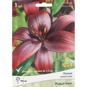 Лилия азиатская Ройал Кисс