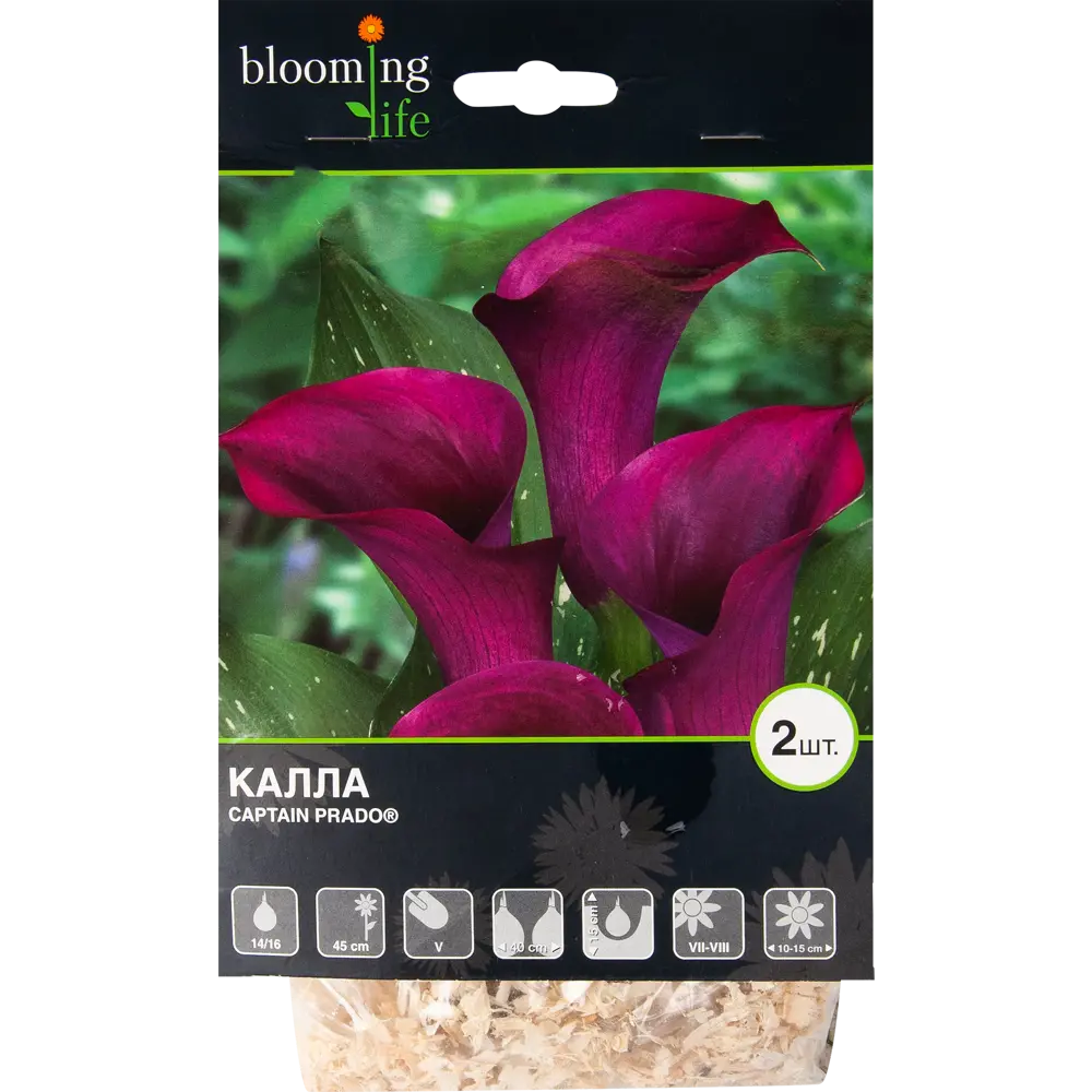 Калла «Каптейн Прадо» 82539407 STLM-2151253 BLOOMING LIFE 