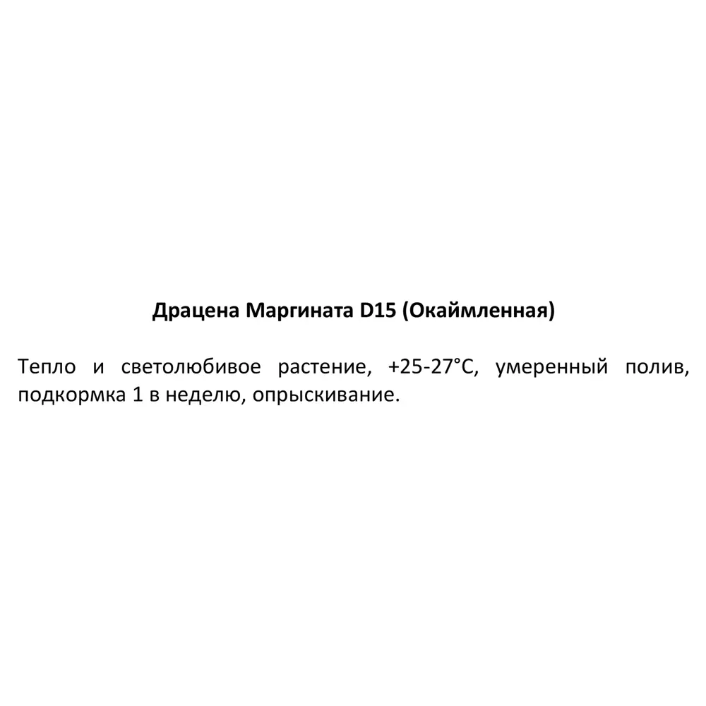 Драцена окаймленная Маргината ø15 h40 см 82741533 STLM-2102457 Santreyd  - Вид №3