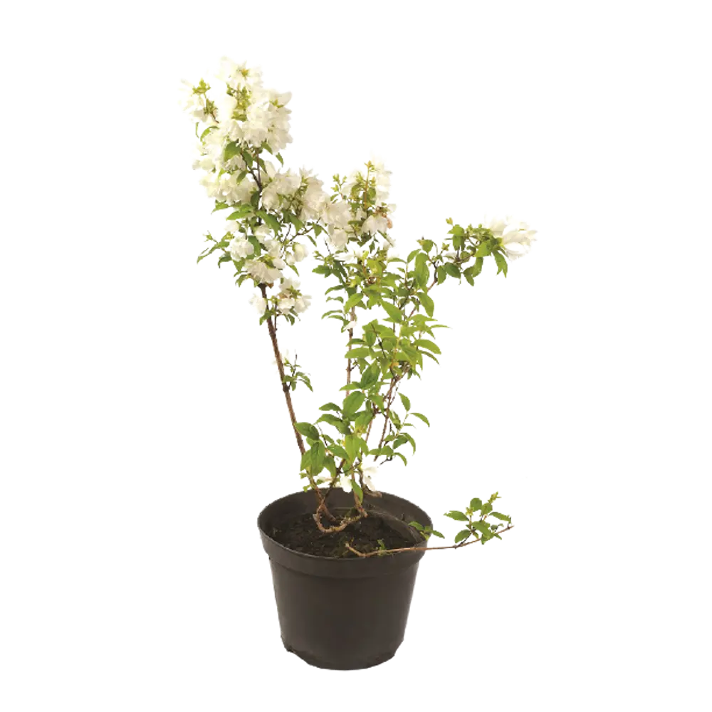 Чубушник Венечный Лемуана ø15 h60 см 84828974 STLM-2199728 PLANTMARKET 