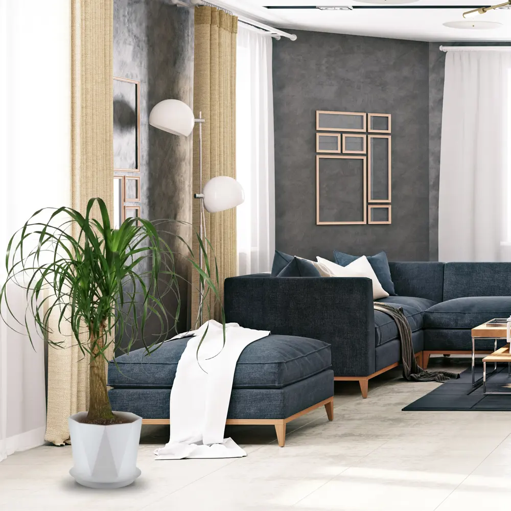 Santreyd Нолина рекурвата - комнатное дерево с пышной кроной 82578950 STLM-0030502 - Вид №3