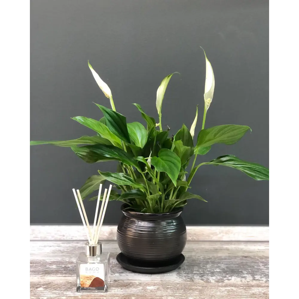 Спатифиллум Чопин Santreyd — элегантное тропическое растение с белоснежными цветами 14032601 STLM-0004212 - Вид №3