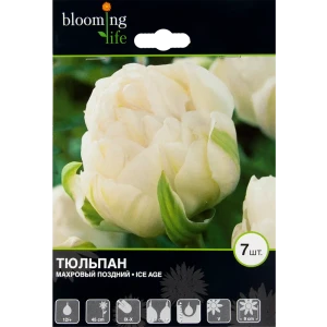Тюльпан Айс Эйдж 12/+, 7 шт 17977491 STLM-2101065