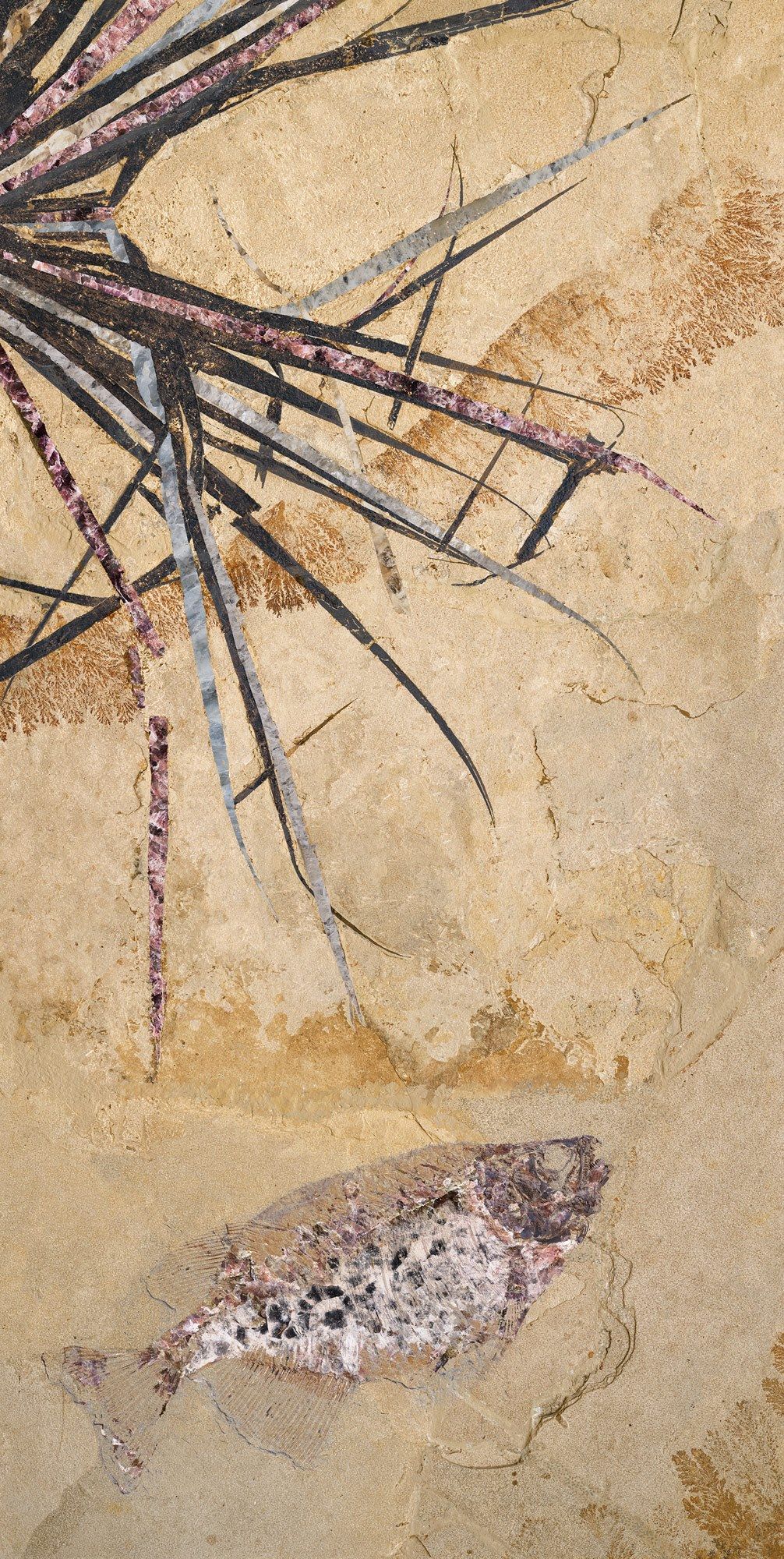 Декоративная панель из алюминия, стекла или ПММА Tecnografica окаменелости ARCH-00063897 - Вид №1