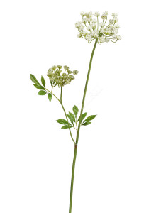 30.0617210LG Анна Королевская Мидл Кружевная бело-зелёная Цветочная коллекция