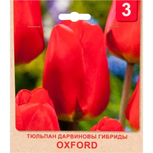 Тюльпан «Oxford» размер луковицы 10/11, 3 шт. 82365329 STLM-2198765