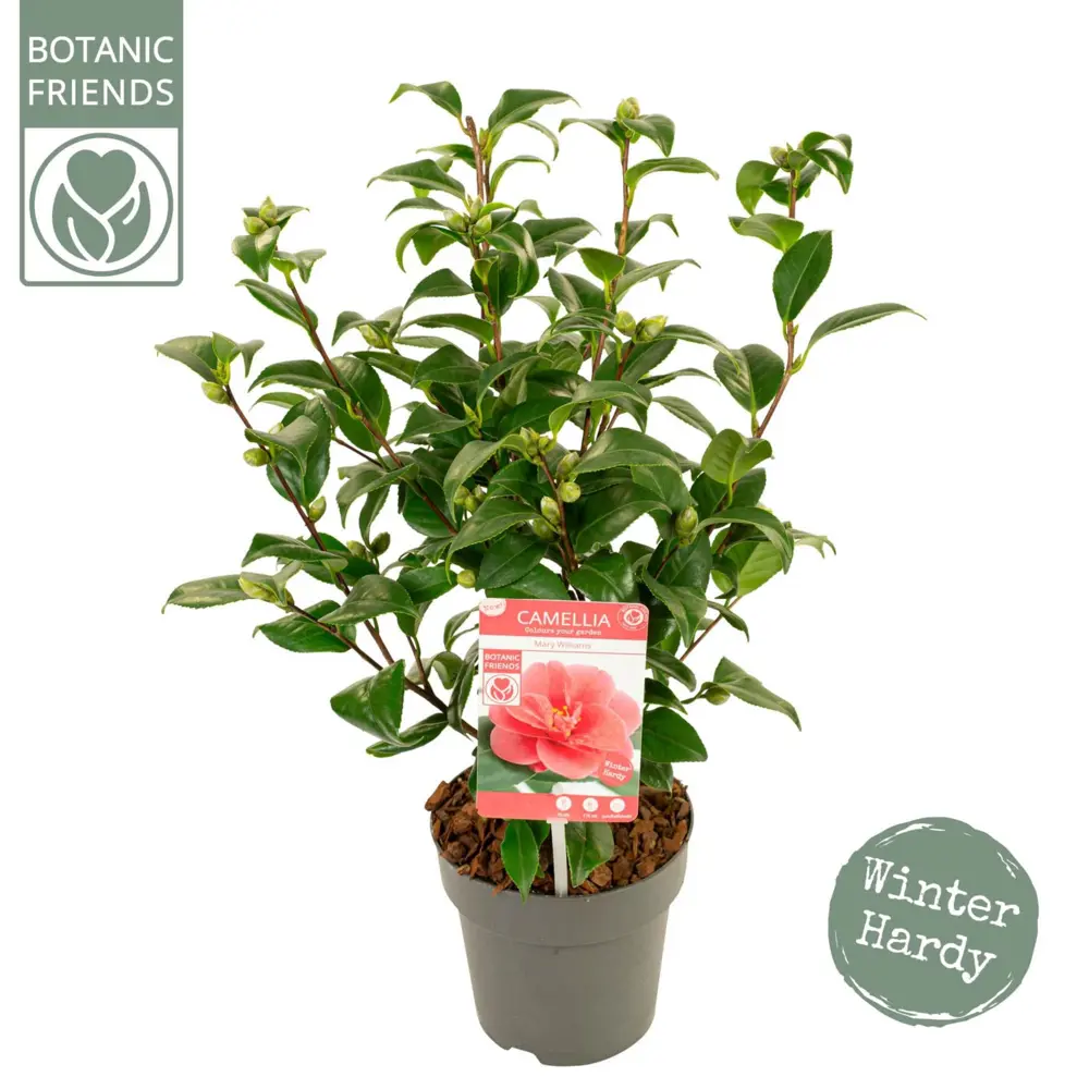 Камелия японская комнатная Ø14 см 89356272 Santreyd STLM-1580044