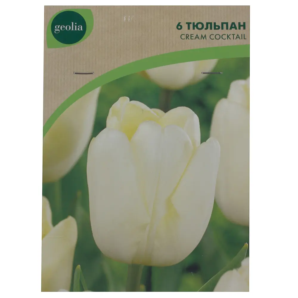 Тюльпан Cream Cocktail GEOLIA 11/12 6/36 STLM-2202376 - Вид №1