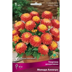 Георгина декоративная Мелоди Аллегро луковица I 83593797 STLM-2052159