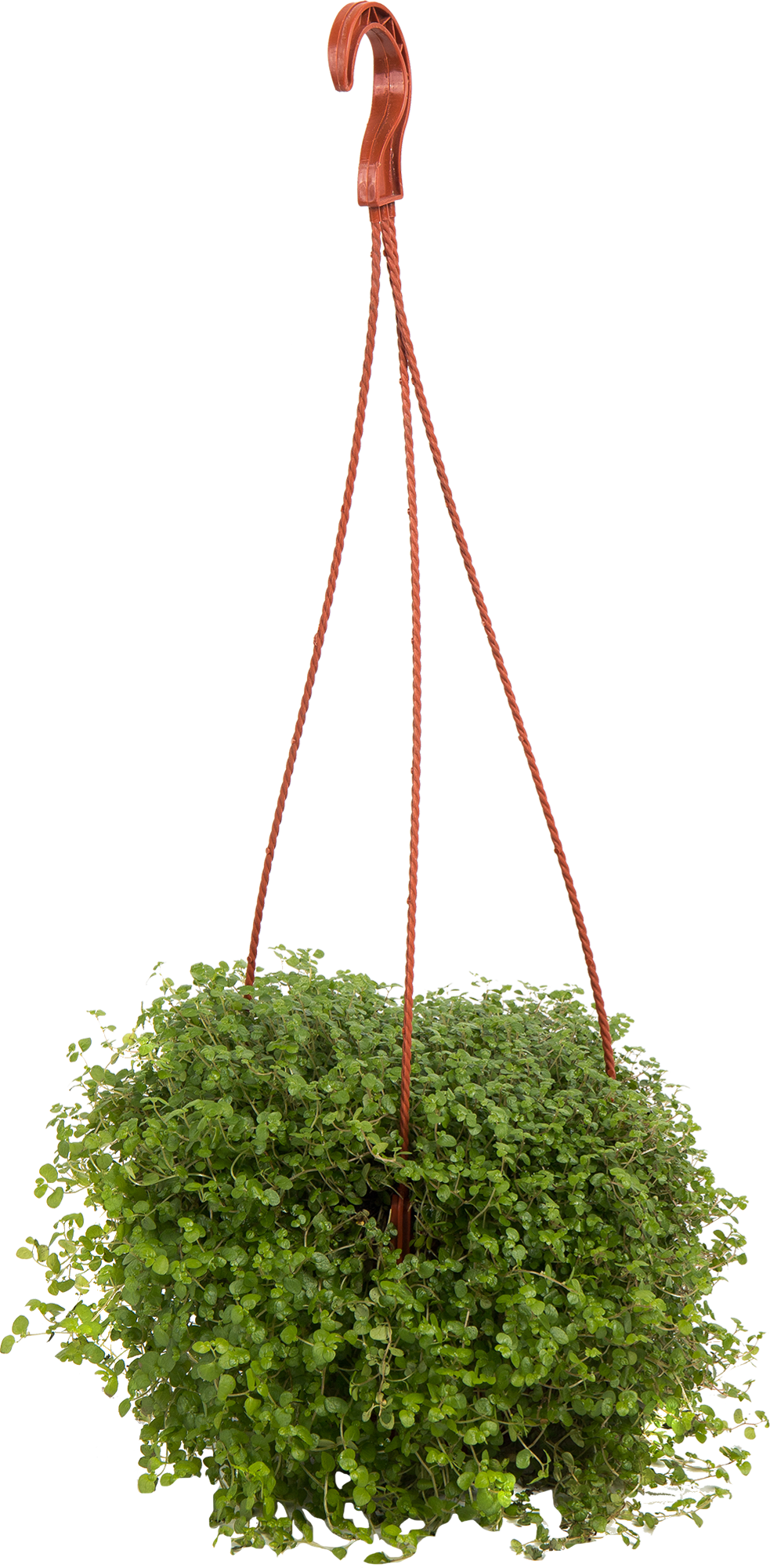 Солейролия декоративная - комнатное растение для озеленения интерьера 82560391