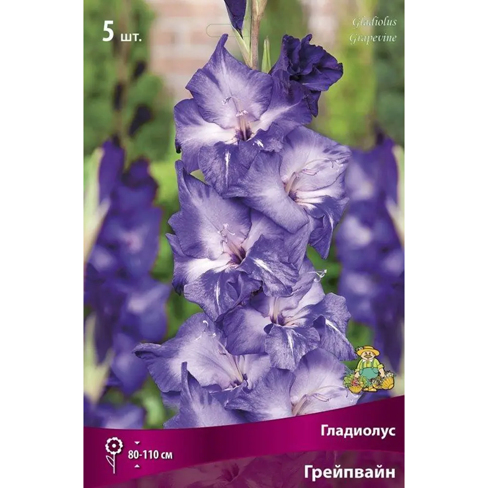 Гладиолус крупноцветковый Грейпвайн, 5 шт. 89351787 STLM-2090985 ПОИСК 