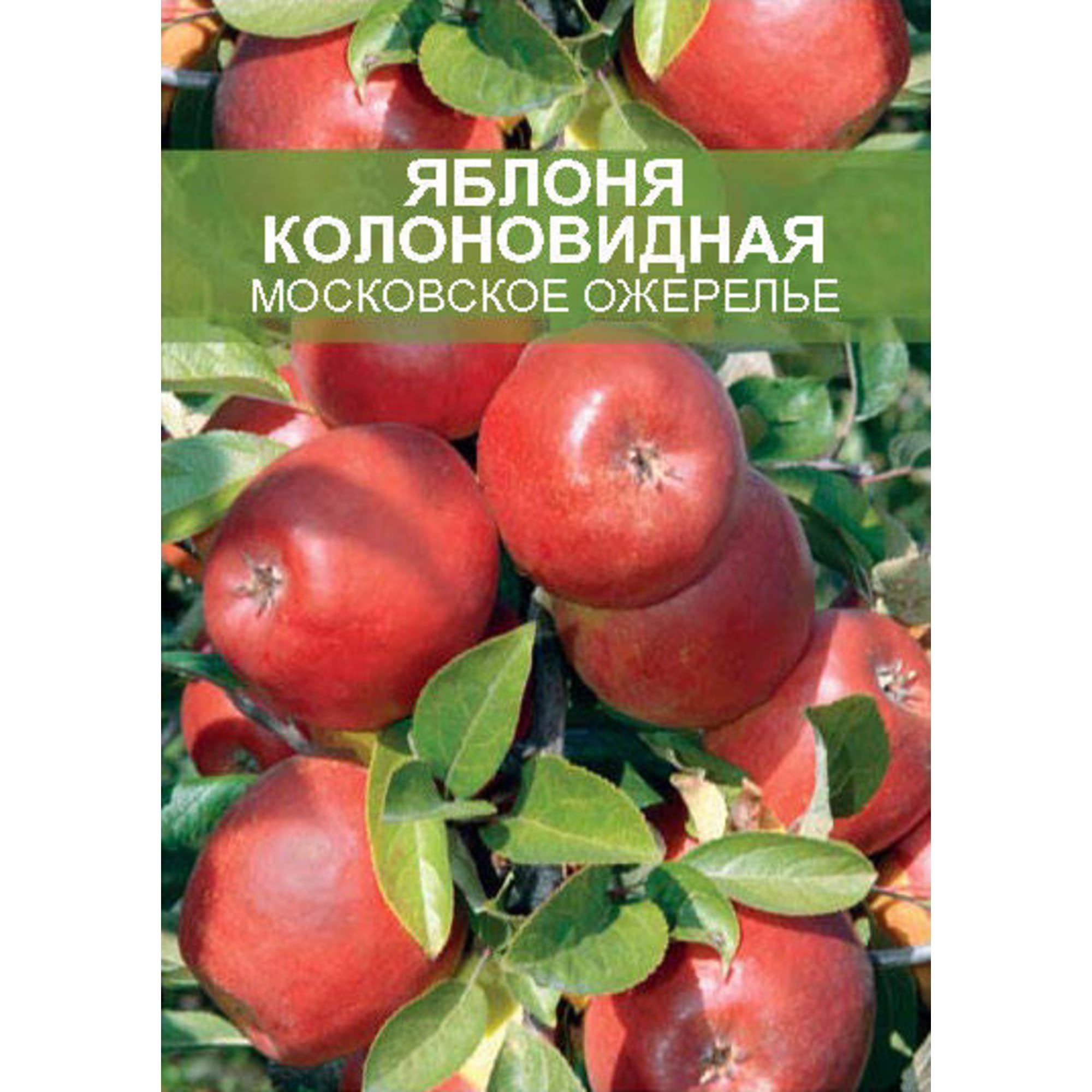 85670474 Яблоня колоновидная Московское ожерелье ø20 h180 см Santreyd 